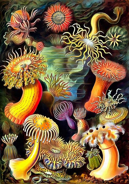 sea-anemones-ernst-haeckel