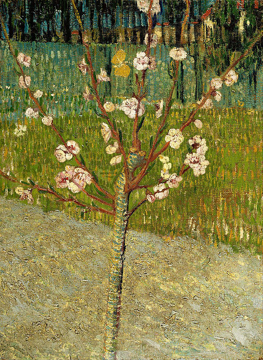2-almond-tree-in-blossom-vincent-van-gogh